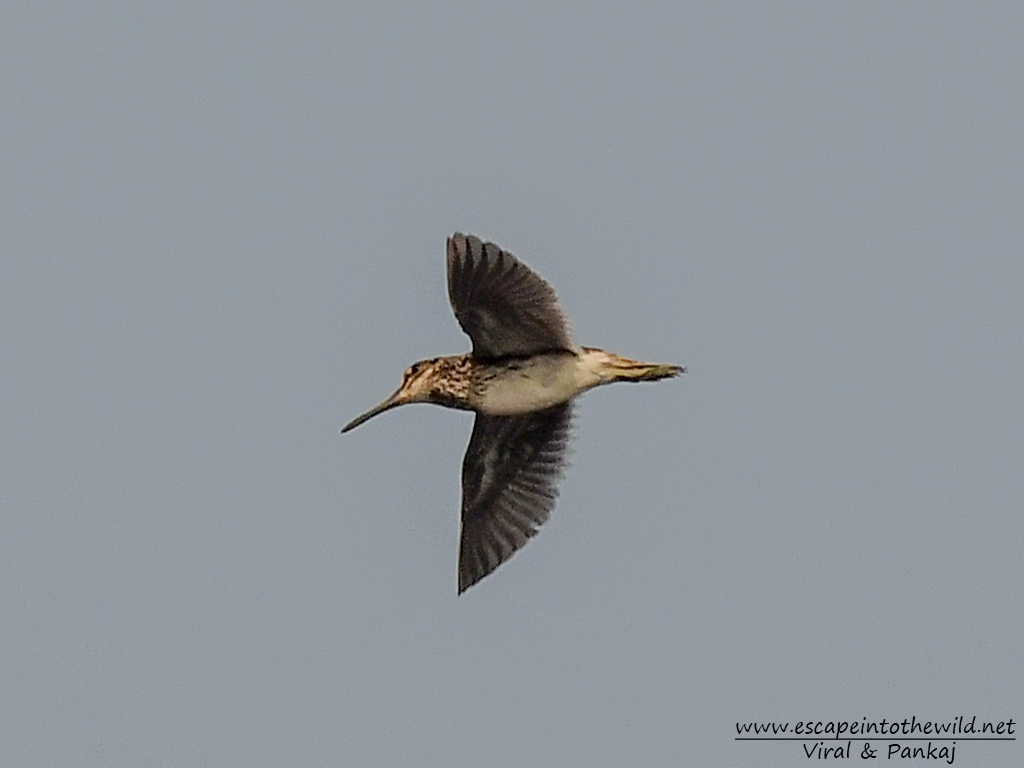 Jack Snipe